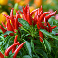 High Quality Organics Express Birdseye Chili Plant